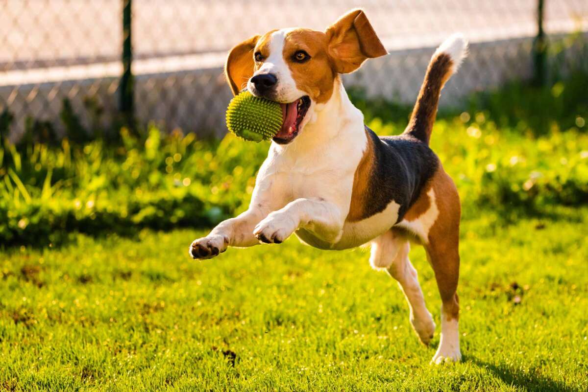 ボールで遊んでいる犬